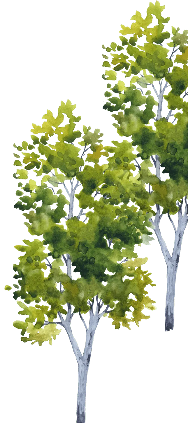 baume wasserfarben waldbaden
