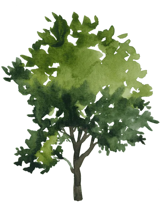 baum wasserfarben waldbaden