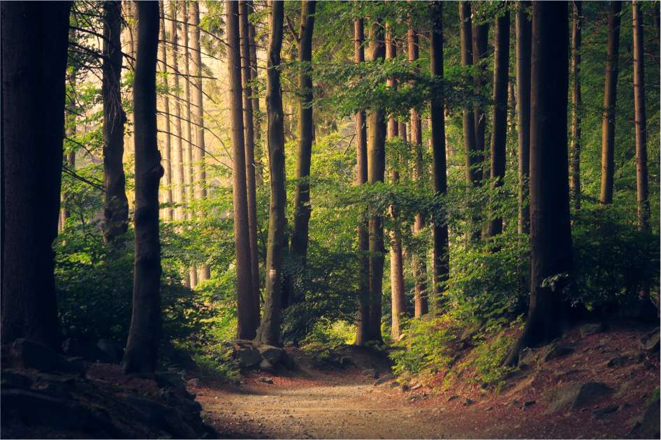 wald sonne mystisches licht